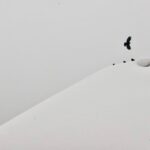 Mia Lecomte Sulla fotografia in forma di poesia